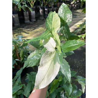 ต้นไม้มงคล เงินไหลมาด่างขาว ด่างชมพู 🌿 💚Syngonium Podophyllum Variegated  ☘️ต้นเงินไหลขาวด่าง  ฟอร์มเทพๆ สวยงาม😍