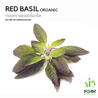 กระเพราแดงอินทรีย์ Organic Red Basil ปลูกธรรมชาติมาตรฐานออร์แกนิค IFOAM ผักสลัด ผักสด เก็บ-แพ็ค-ส่ง เก็บใหม่ทุกออเดอร์