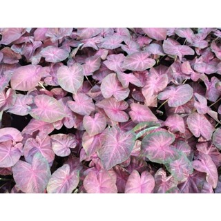 บอนสีม่วงมงคล caladium