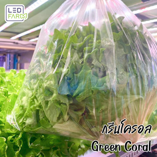 [ตัดสดทุกออเดอร์] กรีนโครอล (Green Coral Lettuce) ผักสลัด สดสะอาด ปลอดสารเคมี