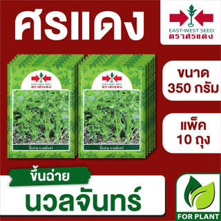 ขายส่ง เมล็ดพันธุ์ ศรแดง BIG ขึ้นฉ่าย นวลจันทร์ ขนาด 350 กรัม (350 กรัม X 10 ถุง)