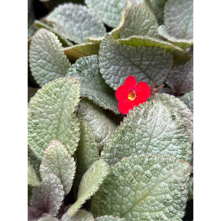 พรมญี่ปุ่น ซิลเวอร์พิงค์ Episcia Silver Pink ดอกสีแดงสด