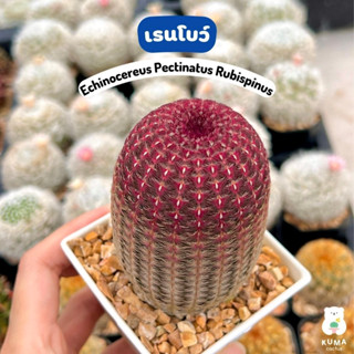 🌈💛 เรนโบว์ แคคตัส 🌲Echinocereus Pectinatus Rubispinus 🌵แคคตัส กระบองเพชร