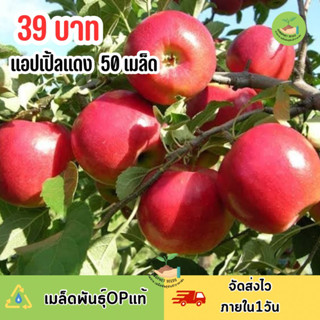 เมล็ดพันธุ์ แอปเปิ้ลแดง 50 เมล็ด ใหญ่ฉ่ำ