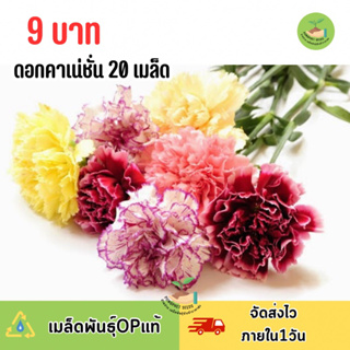 9 บาท เมล็ดพันธุ์ดอกคาเนชั่นคละสี บรรจุ20 เมล็ด ดอกสวย