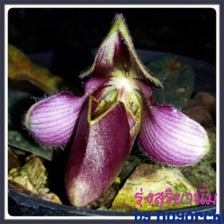 รองเท้านารีรุ่งสุริยา paphiopedilum rungsuriyanumจำหน่ายต้นละ100