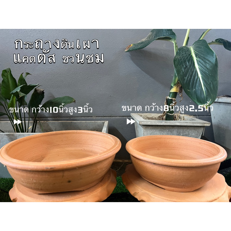 กระถางดินเผาทรงอ่างชวนชมขนาด8นิ้วสูง3นิ้ว โปร1ใบ3ใบ5ใบกระถางแคคตัส กระถางไลทอปถาดบอนไซ ชวนชม สวนถาด