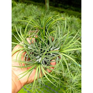 Tillandsia ionantha clump