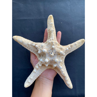 giant starfish ปลาดาวยักษ์ 26-27cm