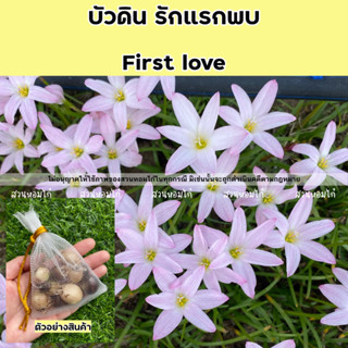 🌹บัวดินรักแรกพบ 10หัวพร้อมให้ดอก