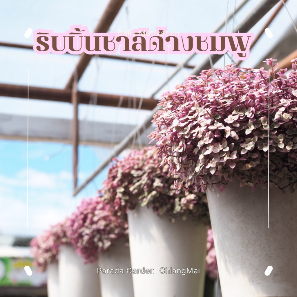 ริบบิ้นชาลีด่างชมพู (Turtle Vine) กระถางดำขนาด 8 นิ้ว