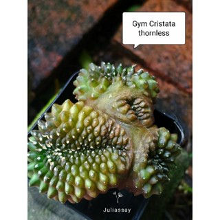 Gymnocalycium cristata thornless ยิมโนคริสไร้หนาม ไม้เมล็ด cactus b