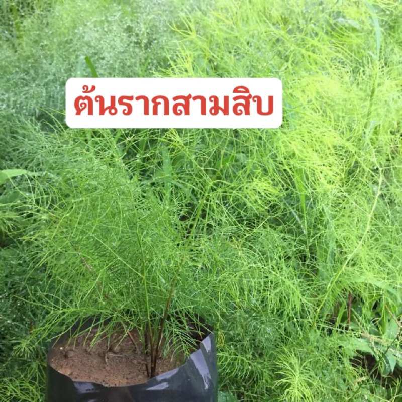 ต้นรากสามสิบ Sale📌รากสามสิบคัดเกรด 2 ต้น 100฿