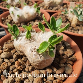 Pachypodium brevicaule