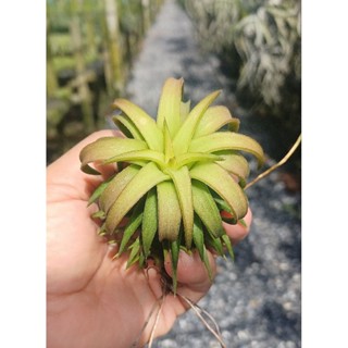 Tillandsia ionantha vanhyningii jumbo