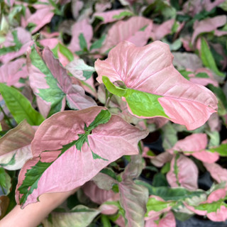 Syngonium pink lava พิ้งค์ลาวา