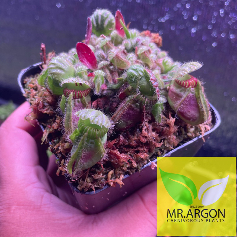 กระเป๋าจิงโจ้ (Cephalotus follicularis) ฮีเลี่ยม (Heliamphora) Utricularia พืชกินแมลงหายากหลากหลายชนิด