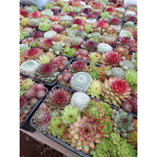 #Succulents Meixingjin #ไม้อวบน้ำกุหลาบหินสุดสวยคลาสิค สีละมุน