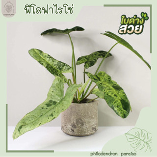 พาไรโซ่/ฟิโลพาไรโซ่/Philodendron Paraiso/ฟิโลใบด่าง