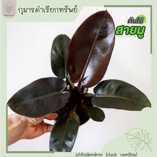 กุมารดำเรียกทรัพย์/แบล๊คคาดินัล/PhilodendronBlackcardinal/Blackcardinal