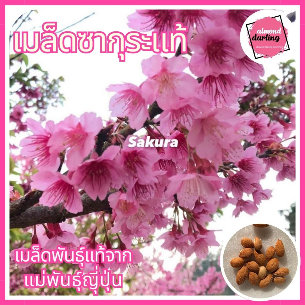 ต้นกล้า ซากุระญี่ปุ่น นำเข้าจากเมืองโอกินาวา พันธุ์แท้ คัดต้นแข็งแรง แพ็คกล่องต้นไม้อย่างดี ต้นใหญ่ออกดอกทักแชท