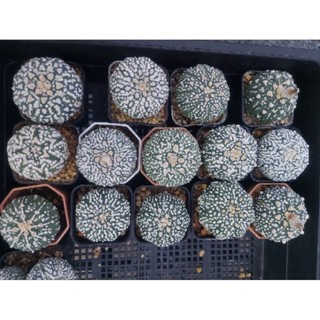 Astrophytum Super  แอสโตร ซุปเปอร์ แคคตัส  หน้าสวยส่งทั้งกระถาง แม่ค้าขอเลือกให้