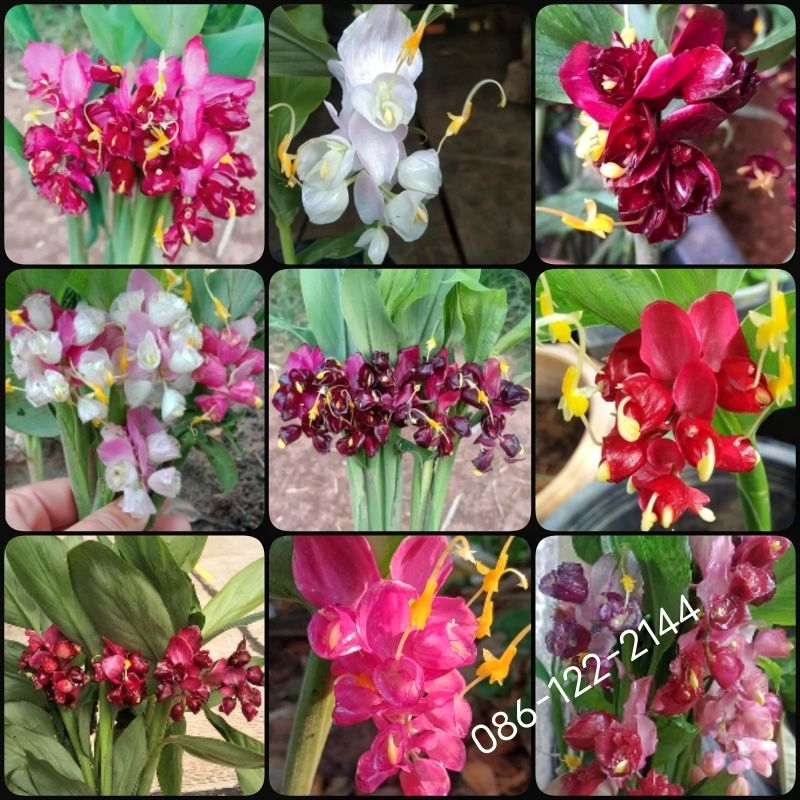 หัวพันธุ์ ดอกเข้าพรรษา กุหลาบ ( 1 ชุดได้ 6 หัว/ คละ 6 สี )