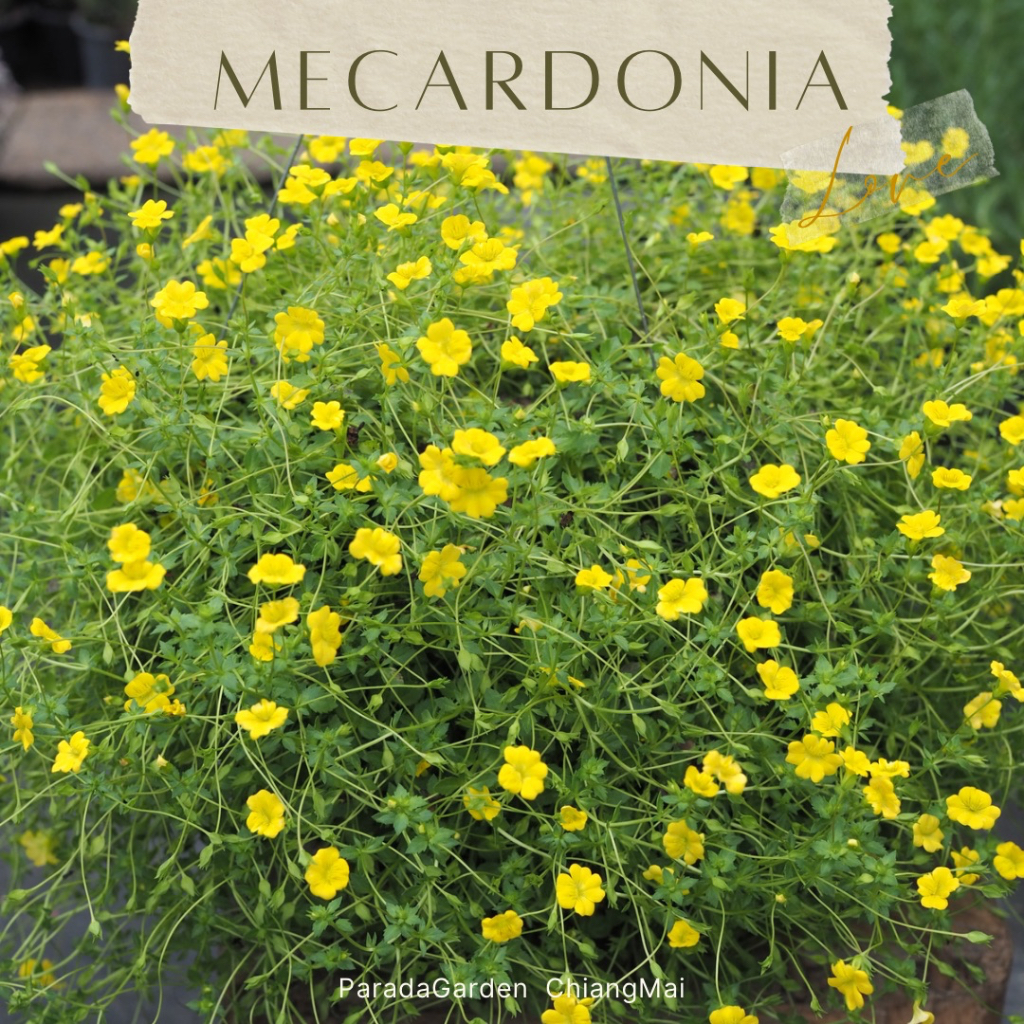 แมคคาโดเนีย (Mecardonia) กระถางแขวน 8 นิ้ว ไม้คลุมดิน มีดอกสีเหลืองขนาดเล็ก ดอกดก ออกดอกตลอดปี