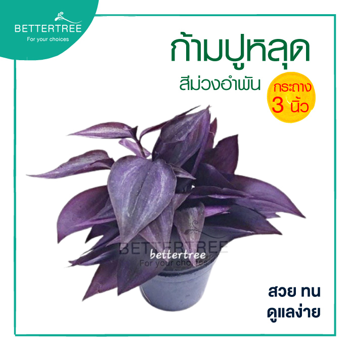 ก้ามปูหลุดม่วงอำพัน กระถาง 3 นิ้ว Tradescantia zebrina purple joy