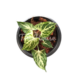 ออมกนกลายไทย กระถาง 6 นิ้ว / SYNGONIUM BATIK POT 6