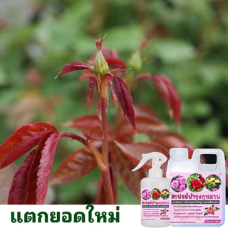 สเปรย์บำรุงกุหลาบ🌹 1 ขวดแถม 1 ลิตร✅