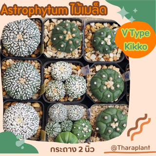 Cactus Astrophytum Super V ขนาด 4 cm.++ ไม้เมล็ด แคคตัส