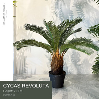 Cycas Revoluta - Height 71 cm ต้นปรง ความสูง 71ซม.ต้นไม้ปลอมเกรดพรีเมี่ยมเพื่อการตกแต่ง