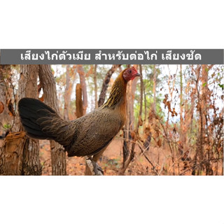 เสียงไก่ตัวเมีย  เสียงสำหรับต่อไก่ เสียงชัด 100% ใส่แฟลชไดร์ usb