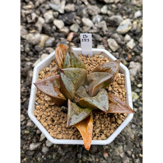 Haworthia Hybird Thailand กระถาง 3 นิ้ว จัดส่งทั้งกระถาง รหัส 121B-144B