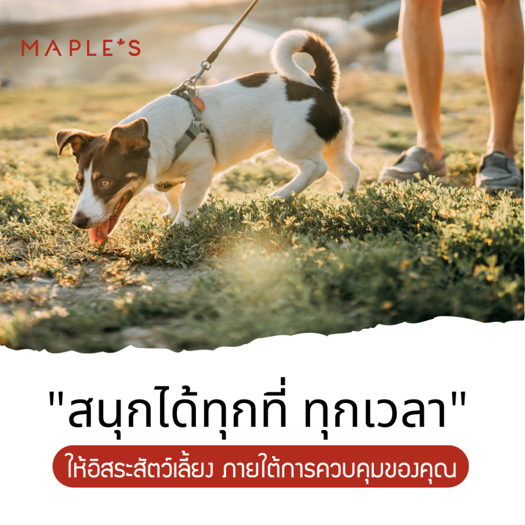 MAPLE'S สายจูงสุนัขยาว3เมตร ที่รัดอก สายจูงสปริงยืดหดได้ สุนัขใหญ่ เเมว Cat leash เชือกจูง จูงเเมว รูปที่ 8