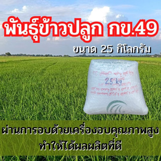 พันธุ์ข้าวปลูก กข49 ข้าวปลูก กข49 พันธุ์ข้าว กข49 ชุดทดลองปลูก (25 กิโล)