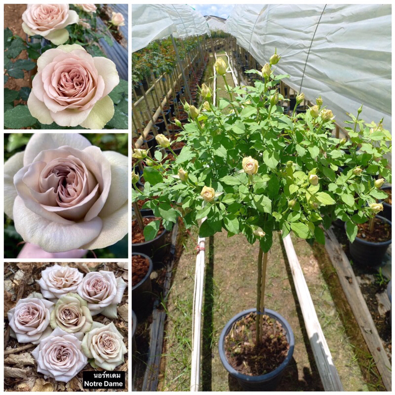 กุหลาบ-ทรีโรสนอร์ทเดม Tree Rose Notre Dame สีขาวเทาวินเทจ
