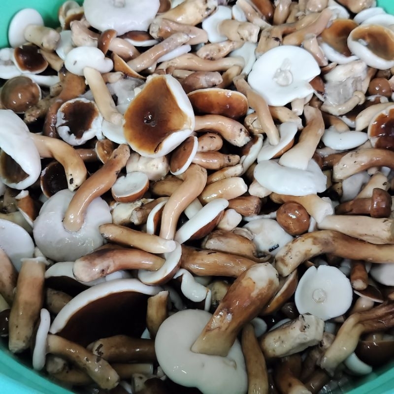 เห็ดขมเห็ดป่ายูคาต้มสุก(1kg.)ปี68