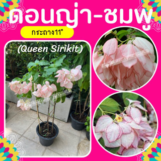 ต้นดอนญ่า #ดอนญ่าควีนสิริกิตติ์ #กระถาง11”