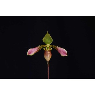 Paph.celebesensin ขนาดการถาง 2 นิ้ว