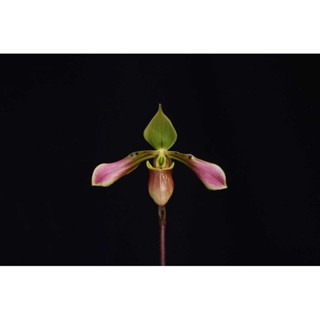 Paph.celebesensin ขนาดการถาง 2 นิ้ว