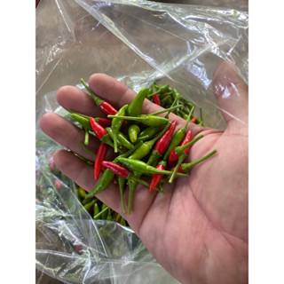 🍀🌶️พริก สวนสุพรรณ 1 กิโลกรัม🌶️🌶️ส่งด่วน