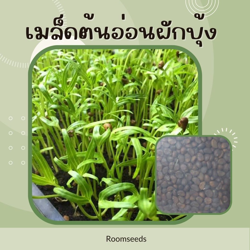 เมล็ดต้นอ่อนผักบุ้งพันธุ์เรียวไผ่ เมล็ดเพาะ เมล็ดพันธุ์ เมล็ดผักบุ้ง ผักบุ้งงอก ( Morning glory seed