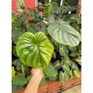 philodendron plowmanii round form ฟิโลเดนดรอนพราวมณีราวฟอร์ม