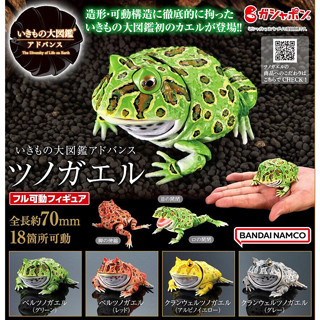 (ครบชุดพร้อมส่ง) กาชาปองกบตาหนาม Gashapon Bandai Premium Ikimono Encyclopedia Horned Frog โมเดลสัตว์