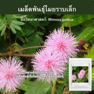 เมล็ดพันธุ์ไมยราบเล็ก 750 เมล็ด 📌ขั้นต่ำสั่งสินค้า30บาทขึ้นไป‼️ Mimosa pudica