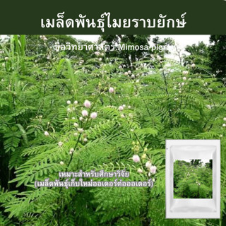 เมล็ดพันธุ์ไมยราบยักษ์ 5000 เมล็ด📌ขั้นต่ำสั่งสินค้า30บาทขึ้นไป‼️Mimosa pigra