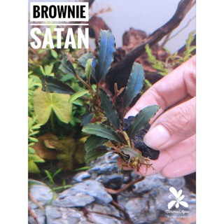 Bucephalandra,Bucep,บูเซป,Brownie Satan,Nanga Pinoh,Dark Velvet,Mini Dark Leaf, Galaxy Blue