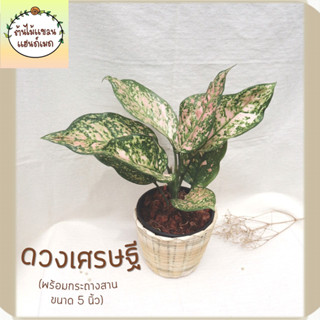 🎋ดวงเศรษฐี (Aglaonema ‘Duangsetthi’) ต้นไม้มงคล พร้อมกระถางสานไม้ไผ่ ขนาด 5 นิ้ว ช่วยฟอกอากาศ ดูดสารพิษ